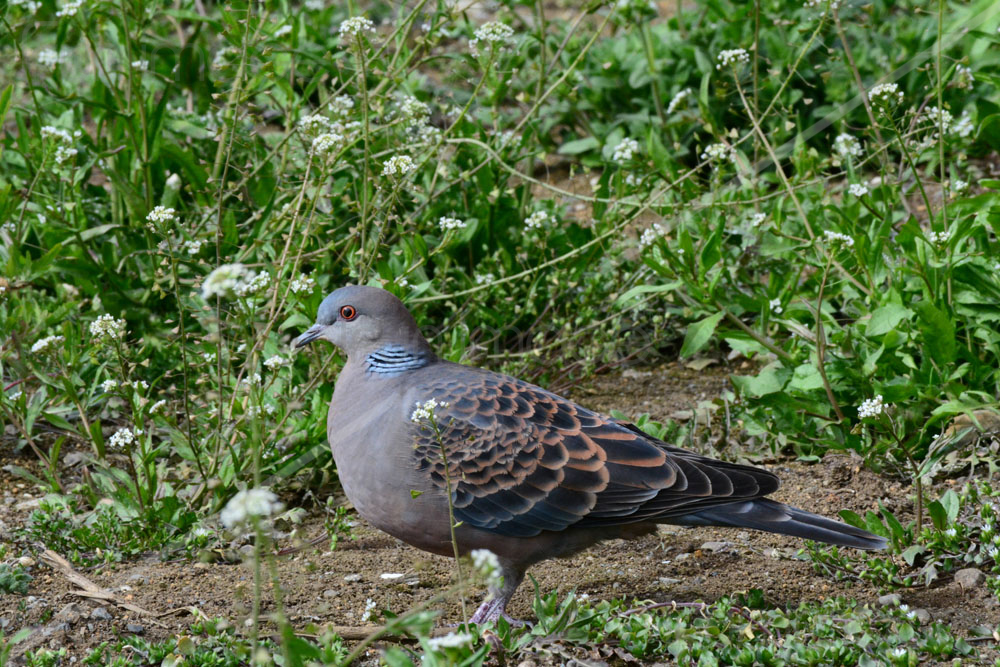 鳩（ハト）の仲間の画像素材 - FunImage