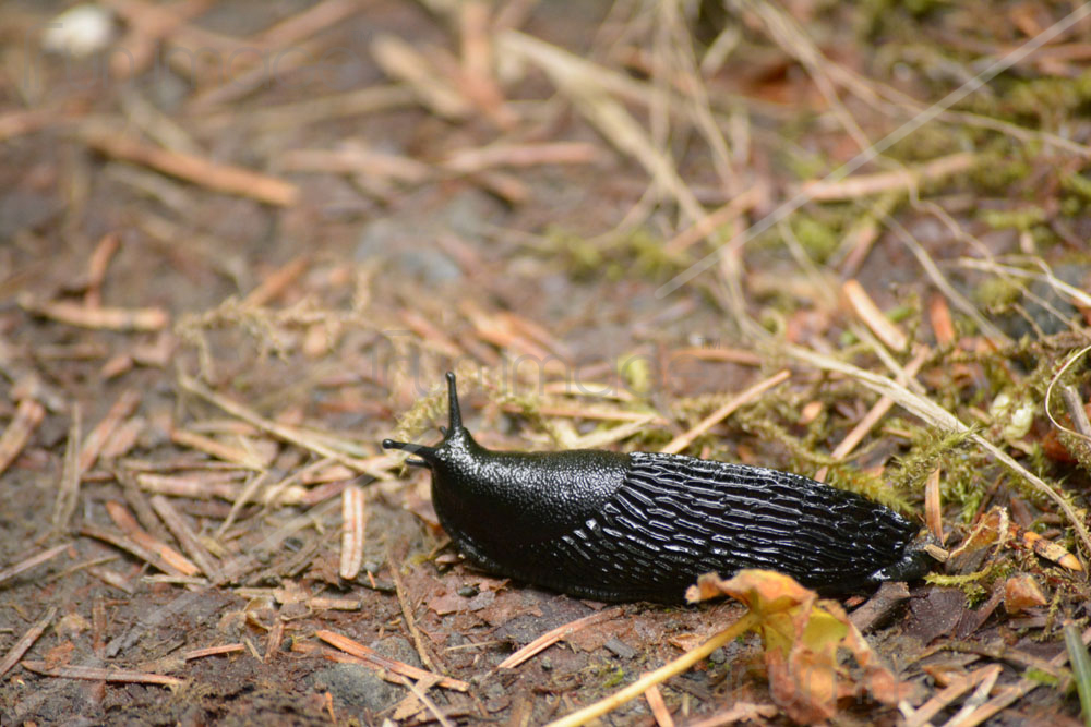 軟体動物の画像素材 FunImage