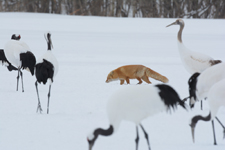 北海道釧路のタンチョウヅルとキタキツネの画像019