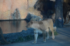 多摩動物公園のライオンの画像008