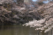 井の頭恩賜公園の桜の画像003