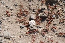 メキシコの蟻の画像001