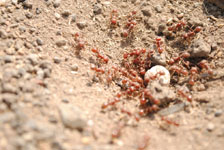 メキシコの蟻の画像003