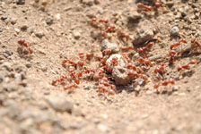 メキシコの蟻の画像004