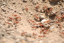 メキシコの蟻の画像005