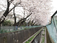 神田川の満開の桜の画像007