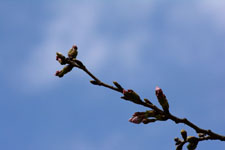 桜の蕾の画像008