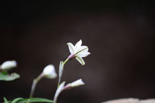 ハナニラの花の画像016