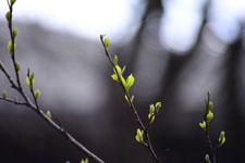 木の新芽の画像008