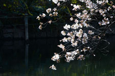 井の頭恩賜公園の五分咲きの桜の画像002