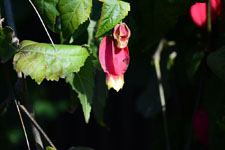 チロリアンランプの花の画像001