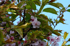 桜の花の画像001