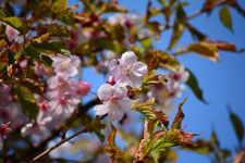 桜の花の画像004