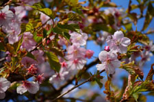 桜の花の画像005