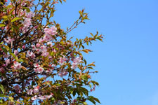 桜の花の画像007
