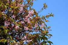 桜の花の画像008