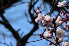 白梅の花の画像028