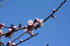 白梅の花の画像029