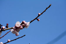 白梅の花の画像031