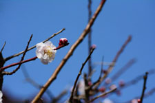 白梅の花の画像032