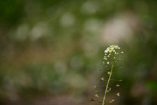 ナズナの花の画像016