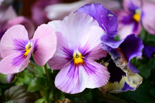 紫色のパンジーの花の画像010