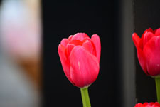 赤いチューリップの花の画像003