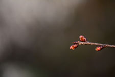 桜の蕾の画像002