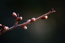 桜の蕾の画像004