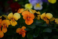 オレンジ色のパンジーの花の画像004