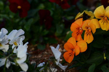 オレンジ色のパンジーの花の画像005