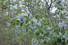 八ヶ岳のヤマナシの花の画像009