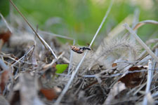 須玉の蟻の画像004