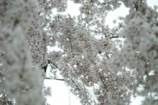うだつの町並みの桜の画像001