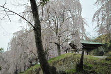 うだつの町並みの桜の画像003