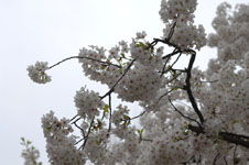上野恩賜公園の満開の桜の画像001
