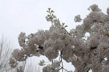 上野恩賜公園の満開の桜の画像002