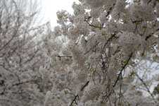 上野恩賜公園の満開の桜の画像003