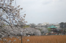 不忍池と満開の桜の画像001