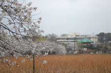 不忍池と満開の桜の画像002