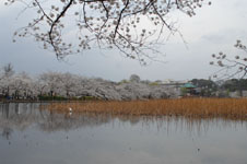不忍池と満開の桜の画像005