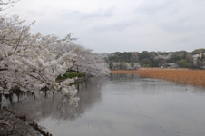 不忍池と満開の桜の画像006