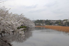 不忍池と満開の桜の画像007