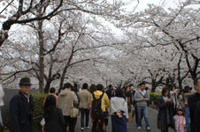 上野恩賜公園の満開の桜の画像004