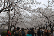 上野恩賜公園の満開の桜の画像005