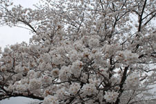 上野恩賜公園の満開の桜の画像006