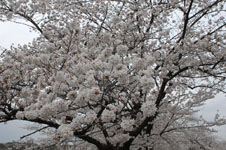 上野恩賜公園の満開の桜の画像007