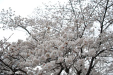 上野恩賜公園の満開の桜の画像008