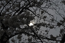 上野恩賜公園の満開の桜の画像010