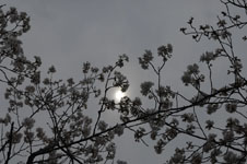 上野恩賜公園の満開の桜の画像012